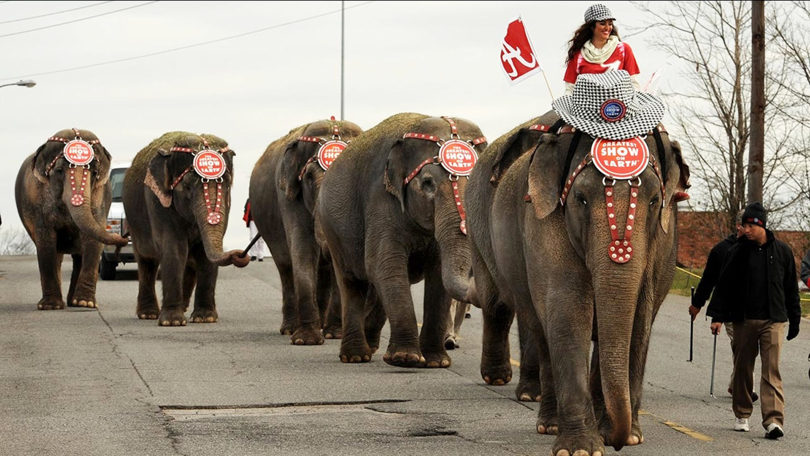 Elephant Walk